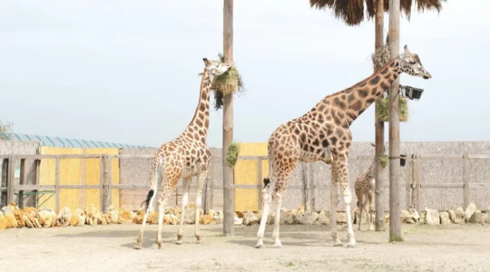 parc animalier.png